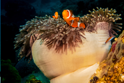 Clown fish